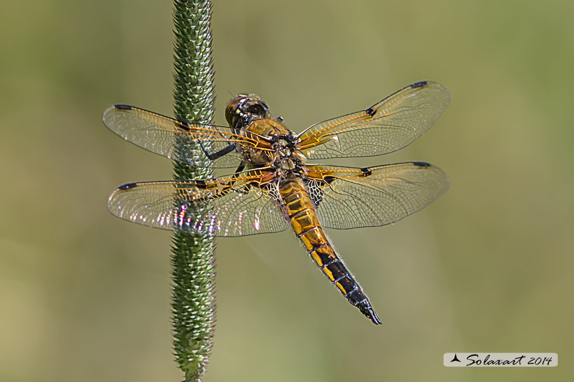 Libellula quadrimaculata (maschio) - Four-spotted Chaser (male)