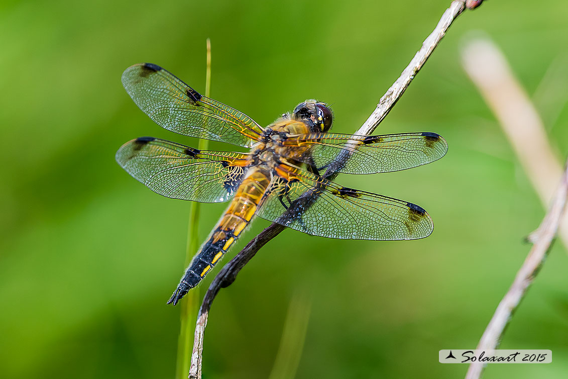 Libellula quadrimaculata (maschio) - Four-spotted Chaser (male)