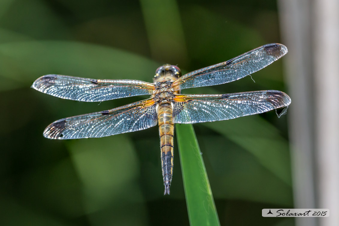 Libellula quadrimaculata (maschio) - Four-spotted Chaser (male)