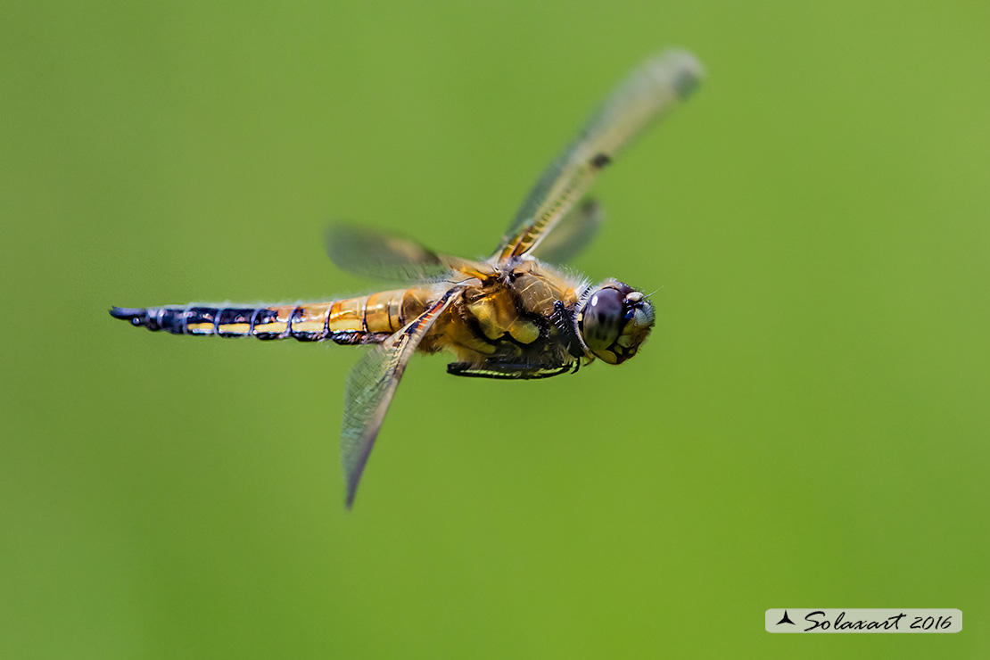 Libellula quadrimaculata (maschio) - Four-spotted Chaser (male)