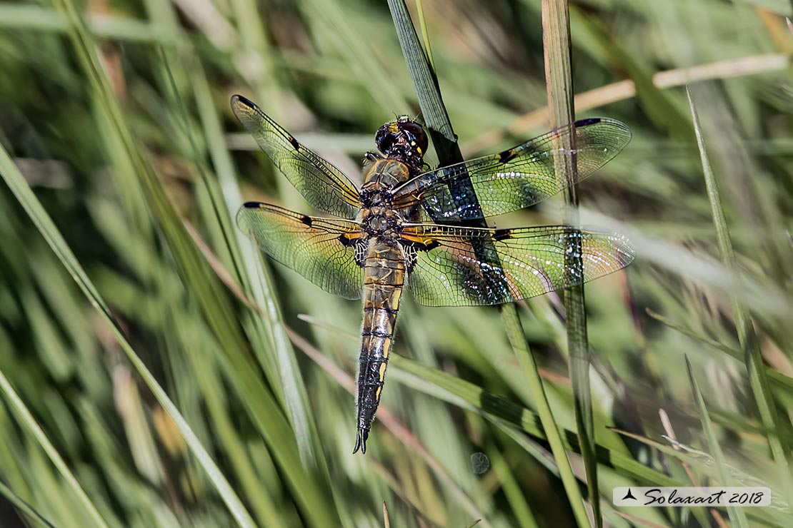 Libellula quadrimaculata  - Four-spotted Chaser 