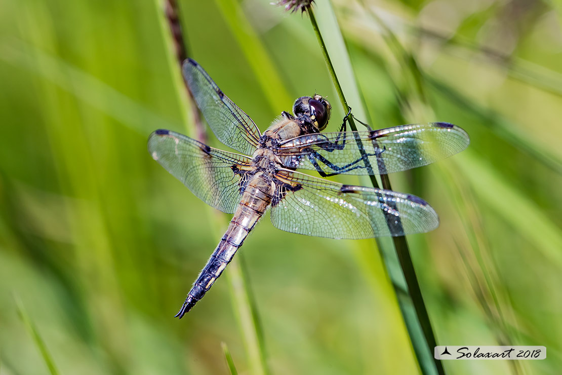 Libellula quadrimaculata  - Four-spotted Chaser 