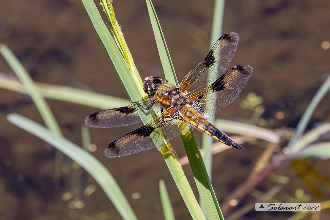 Libellula quadrimaculata (maschio) - Four-spotted Chaser (male)