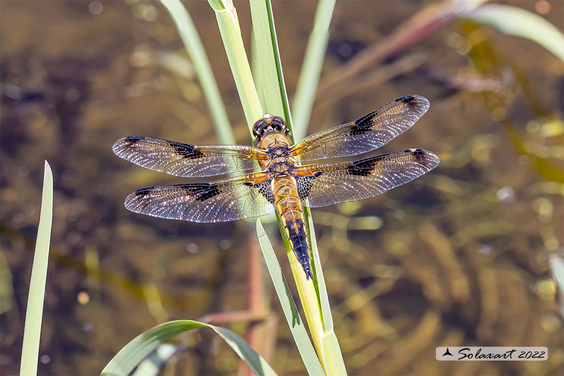 Libellula quadrimaculata (maschio) - Four-spotted Chaser (male)