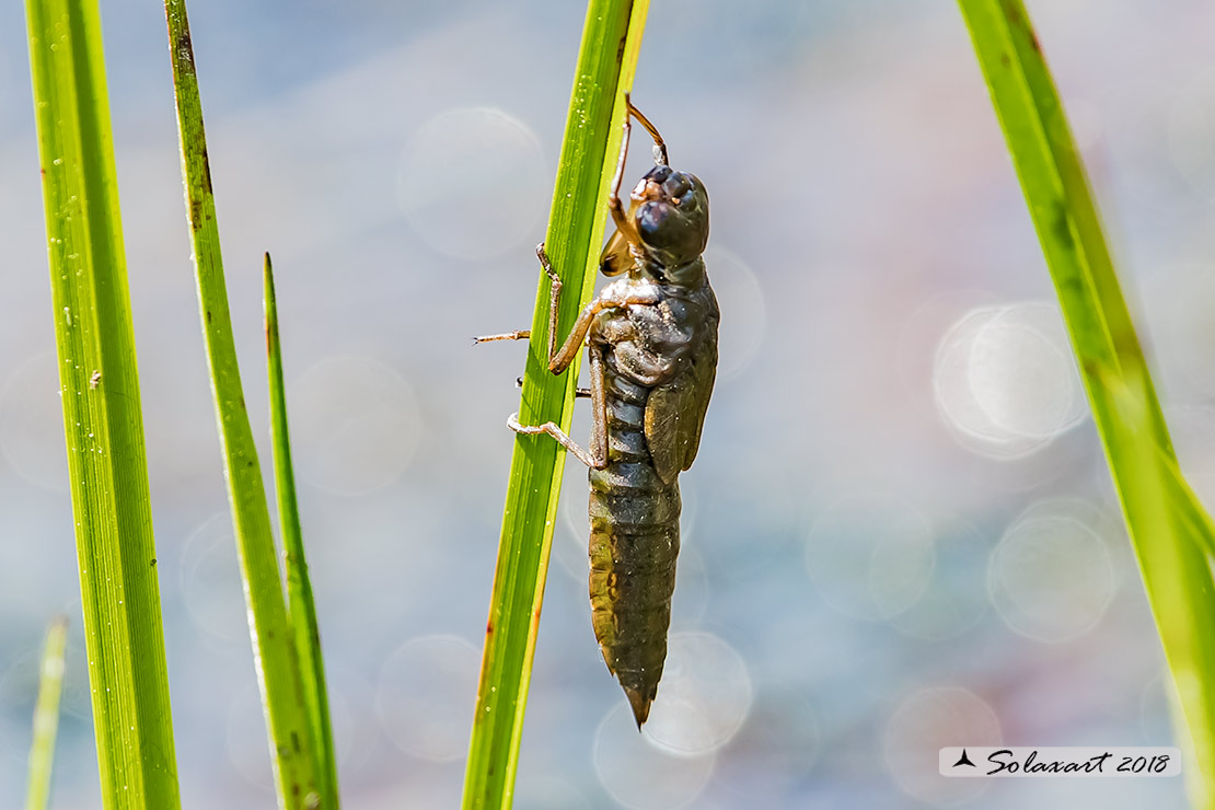 Libellula quadrimaculata  - Four-spotted Chaser 