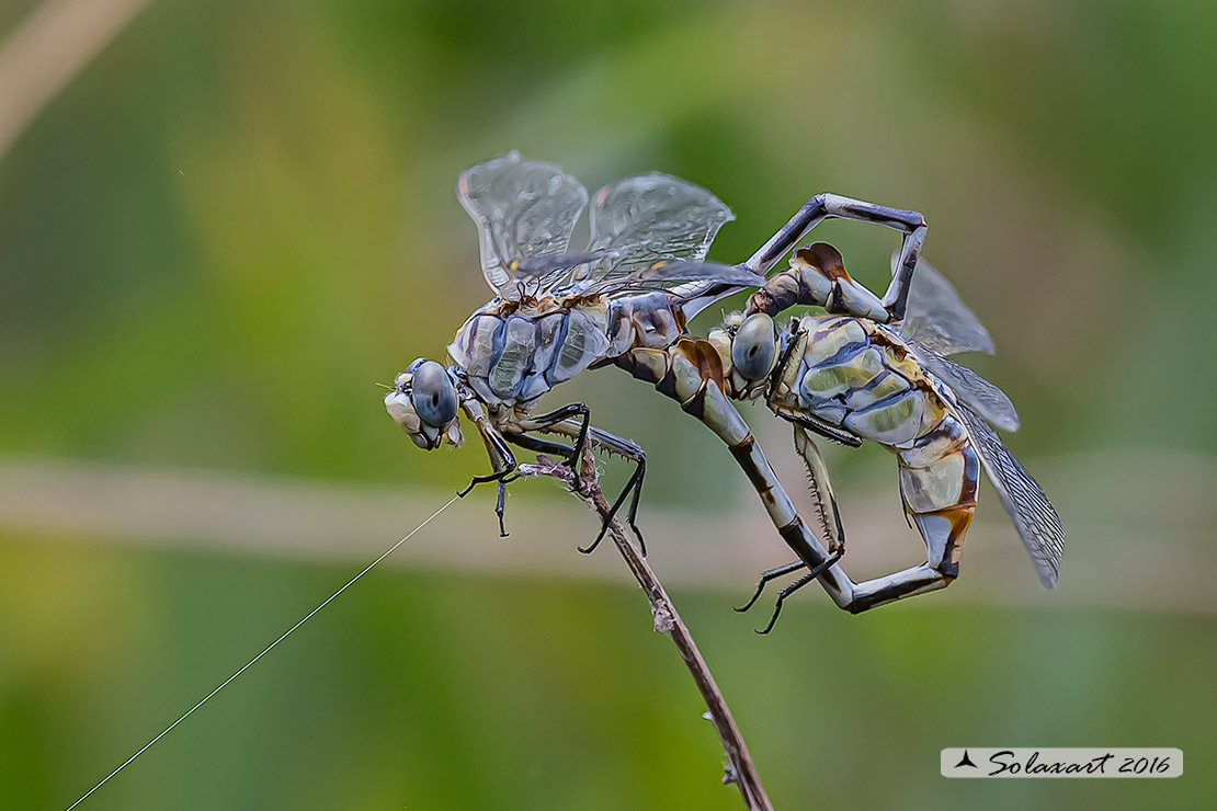 Lindenia tetraphylla (copula); Blade-tail (mating wheel)