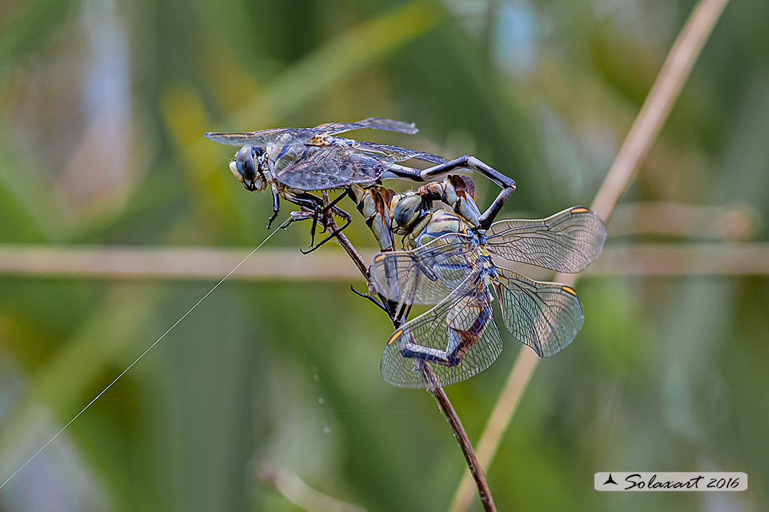 Lindenia tetraphylla (copula); Blade-tail (mating wheel)