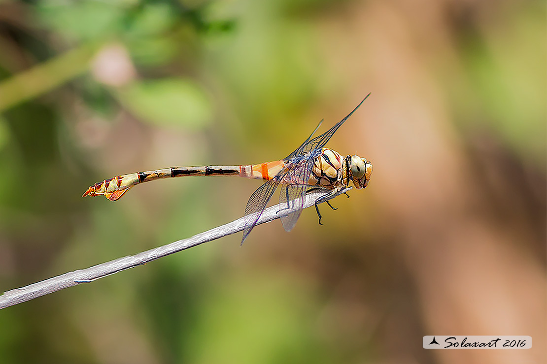 Lindenia tetraphylla (femmina); Blade-tail (female)