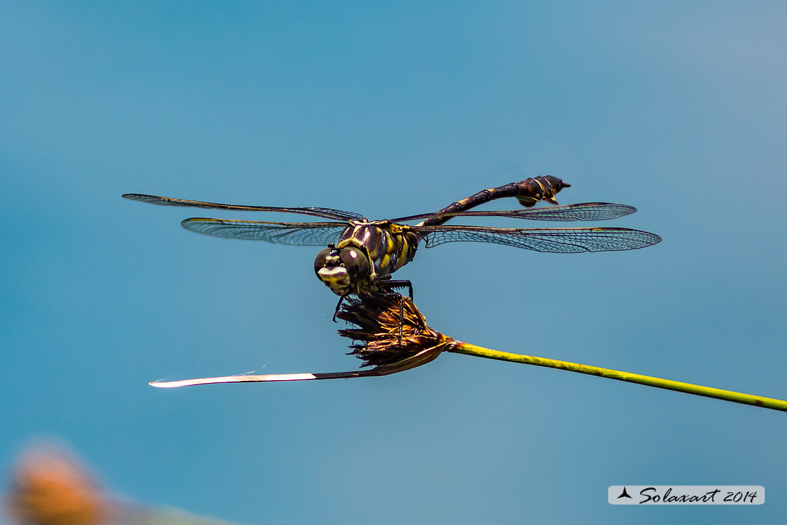 Lindenia tetraphylla (maschio); Blade-tail (male)