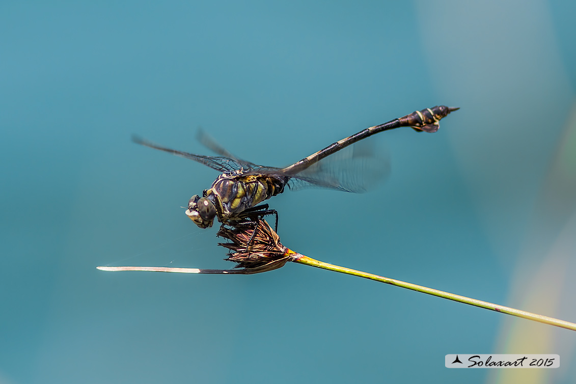 Lindenia tetraphylla (maschio); Blade-tail (male)