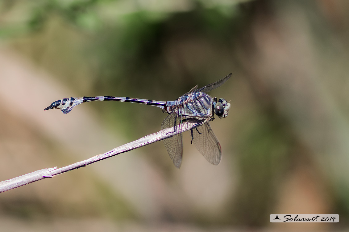 Lindenia tetraphylla (maschio); Blade-tail (male)