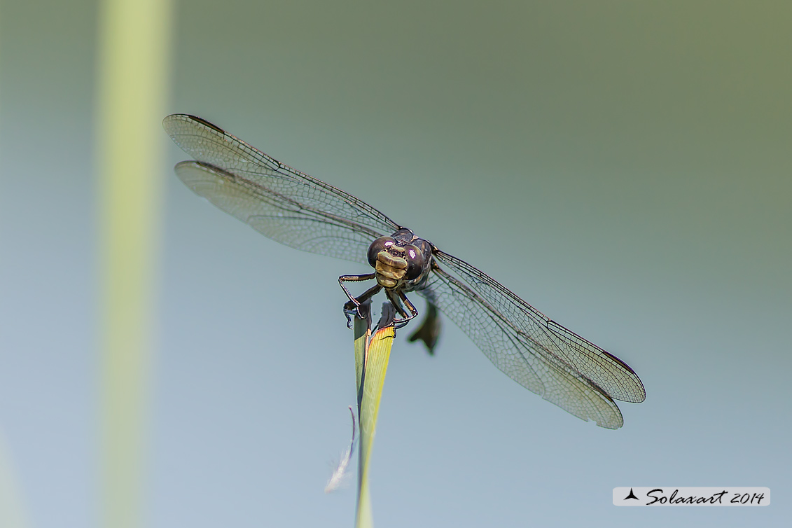 Lindenia tetraphylla (maschio); Blade-tail (male)