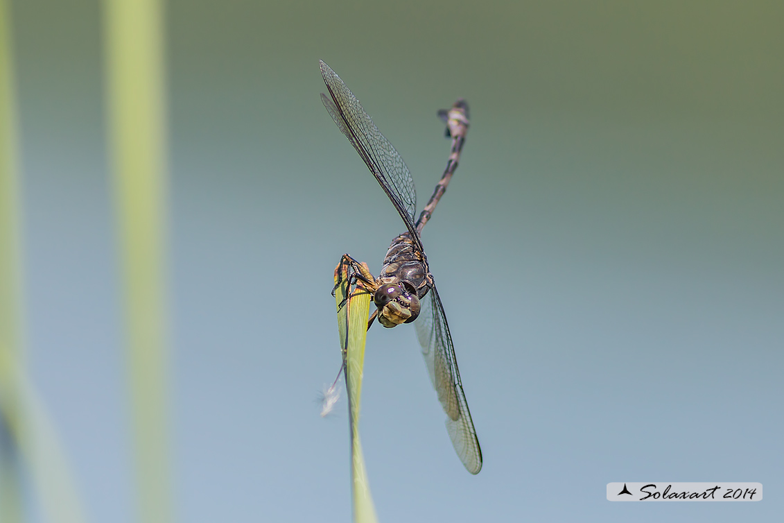 Lindenia tetraphylla (maschio); Blade-tail (male)