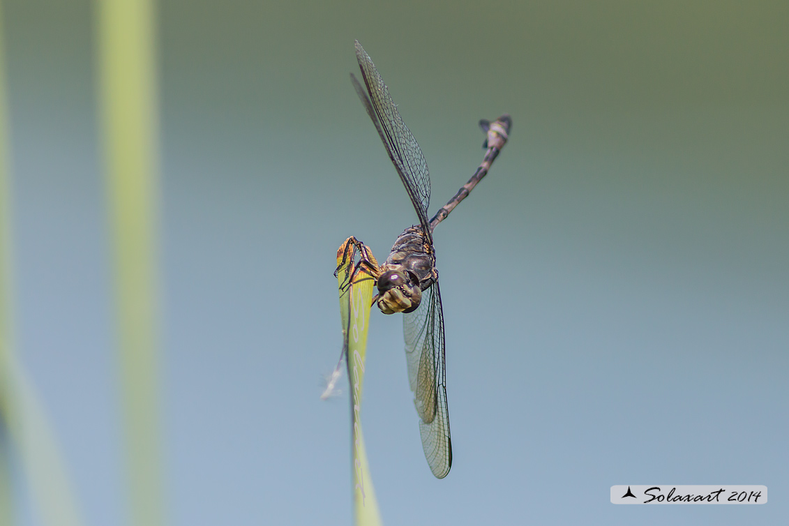 Lindenia tetraphylla (maschio); Blade-tail (male)