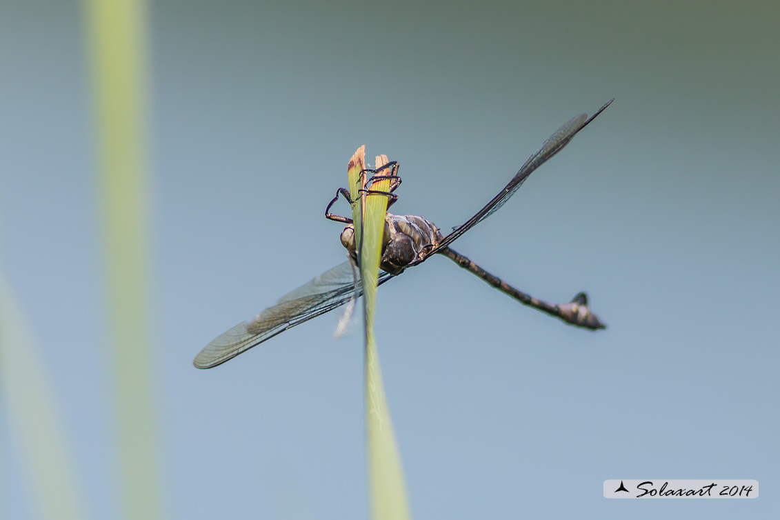 Lindenia tetraphylla (maschio); Blade-tail (male)