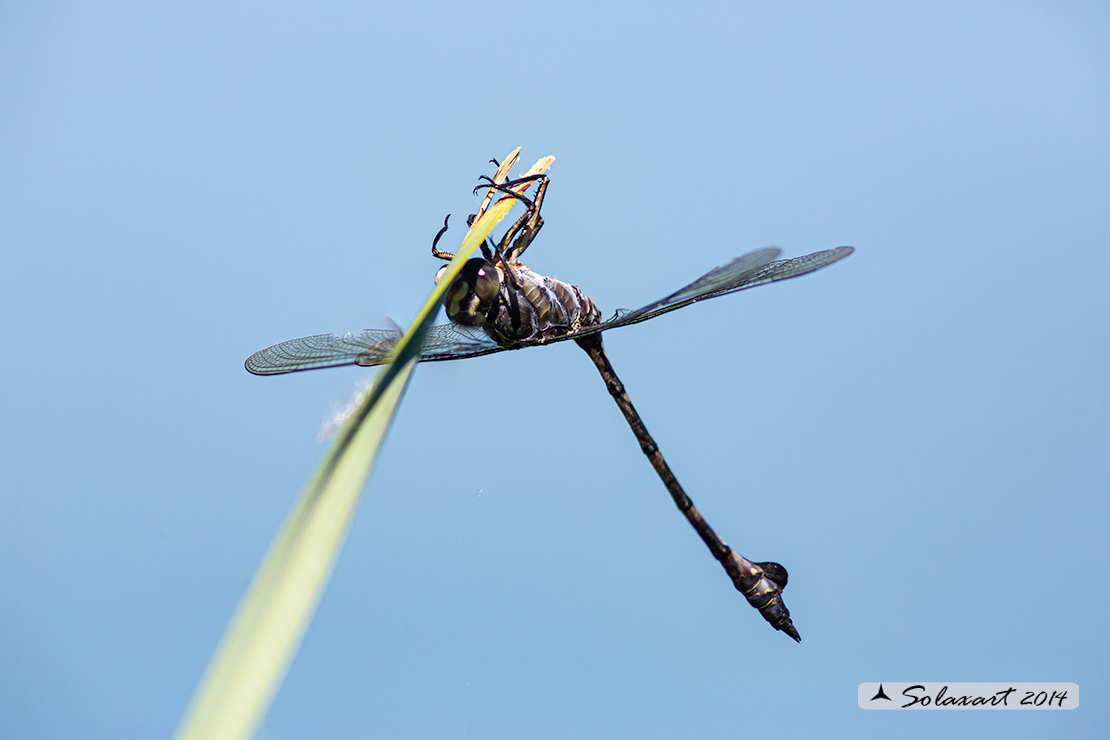 Lindenia tetraphylla (maschio); Blade-tail (male)
