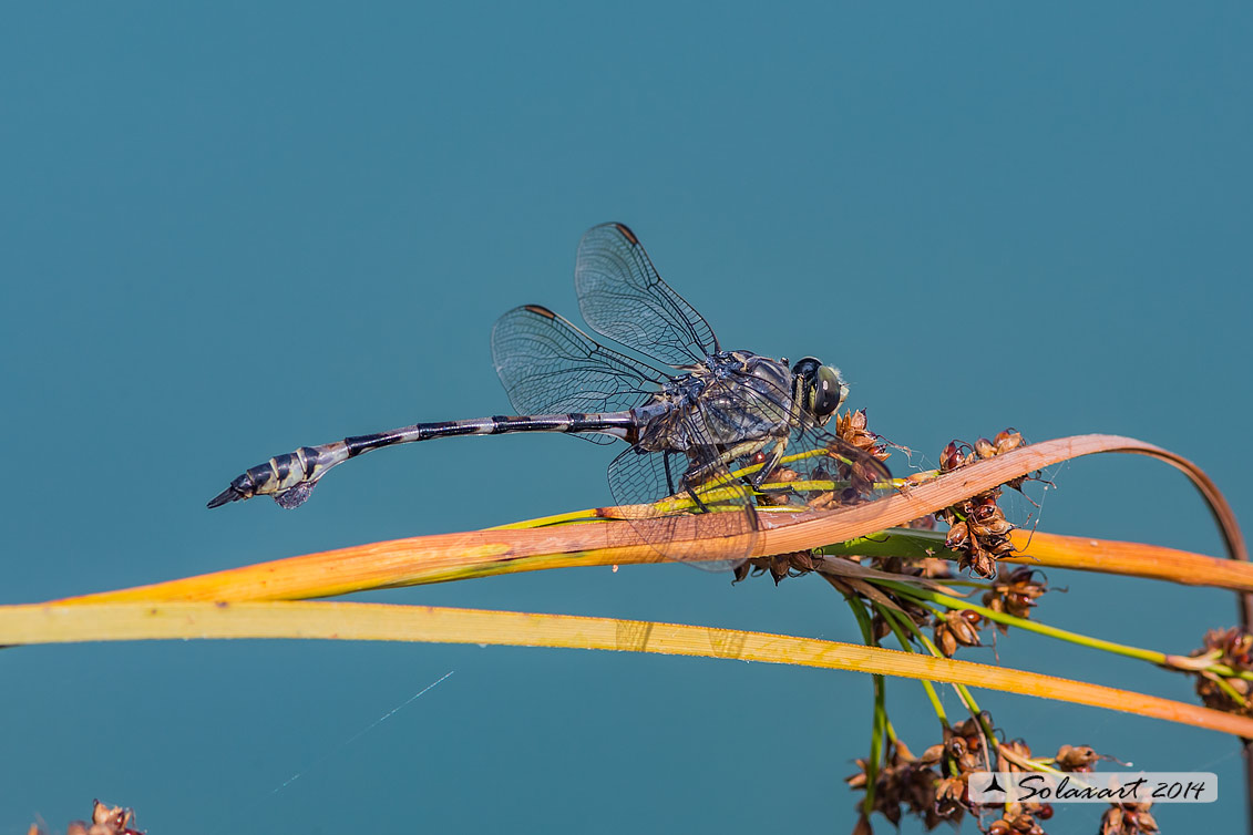 Lindenia tetraphylla (maschio); Blade-tail (male)
