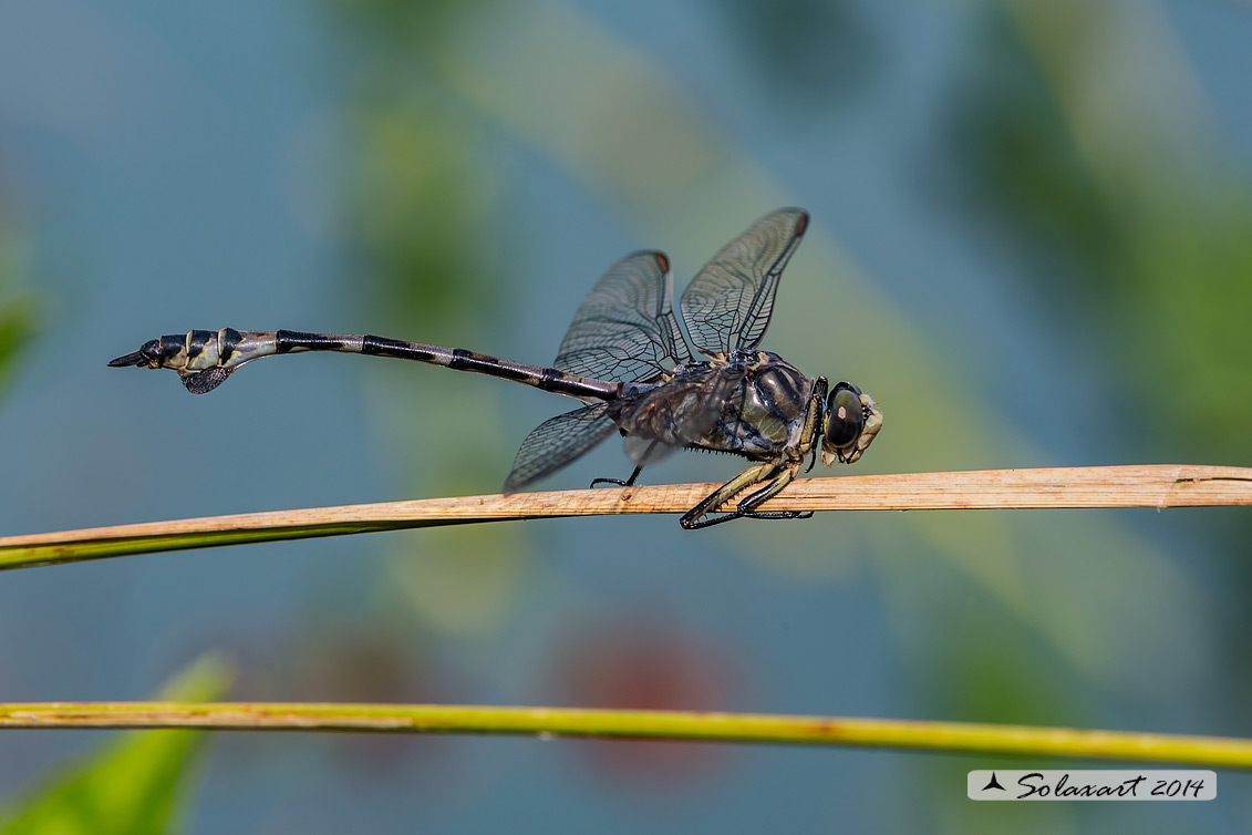 Lindenia tetraphylla (maschio); Blade-tail (male)