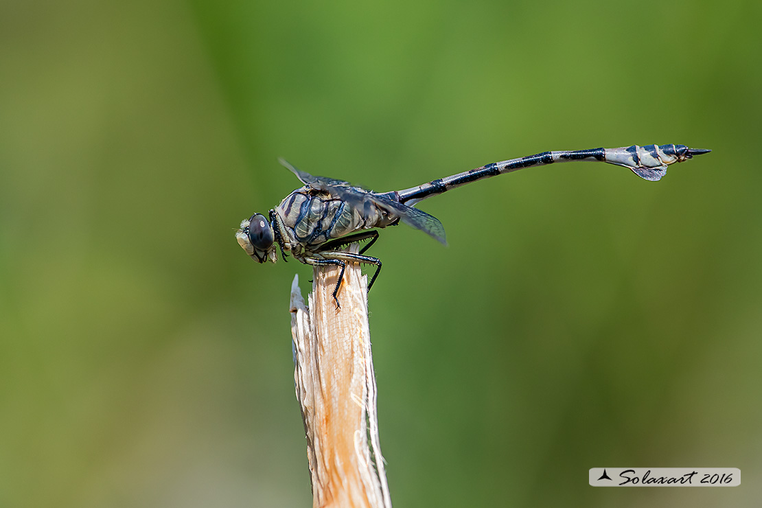 Lindenia tetraphylla (maschio); Blade-tail (male)