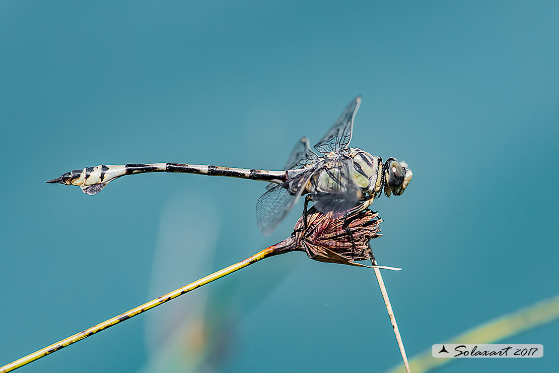 Lindenia tetraphylla (maschio); Blade-tail (male)