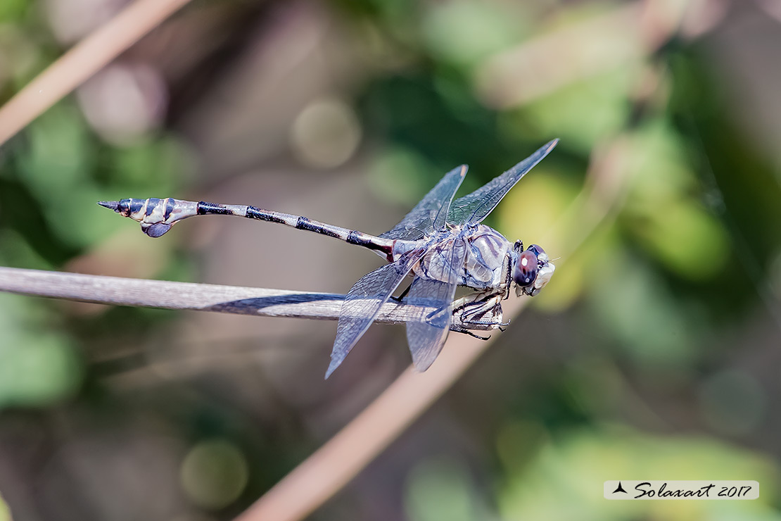 Lindenia tetraphylla (maschio); Blade-tail (male)