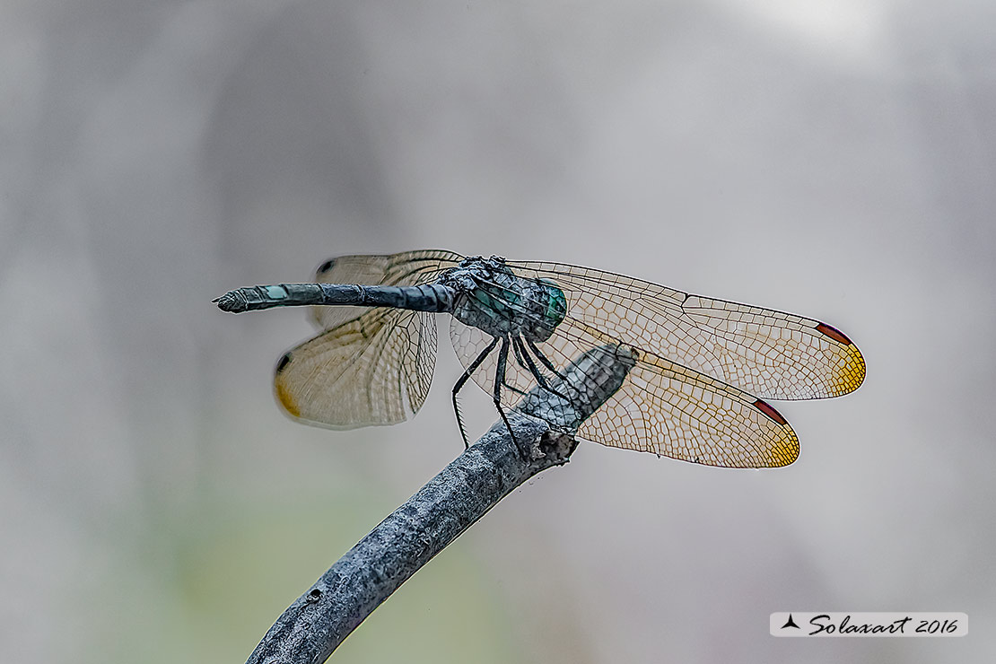 Micrathyria didyma:  Three-striped Dasher (female)