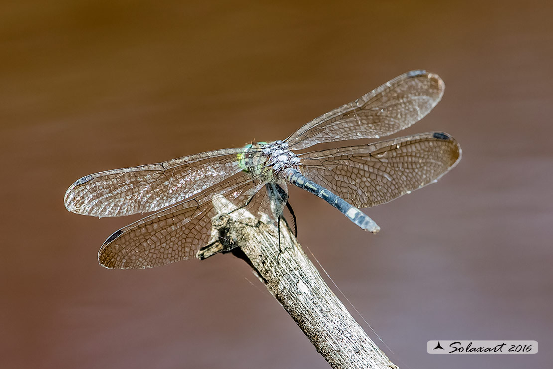 Micrathyria didyma:  Three-striped Dasher (female)