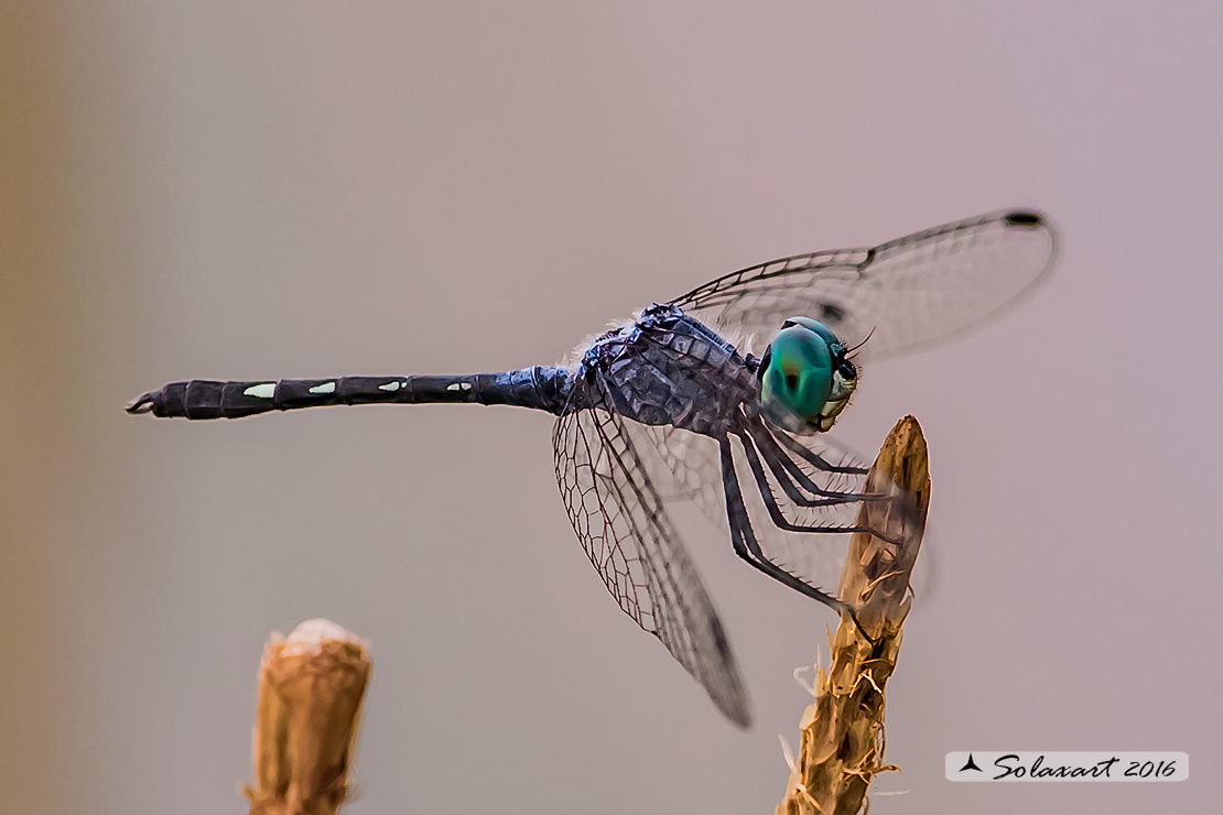 Micrathyria didyma:  Three-striped Dasher (male)