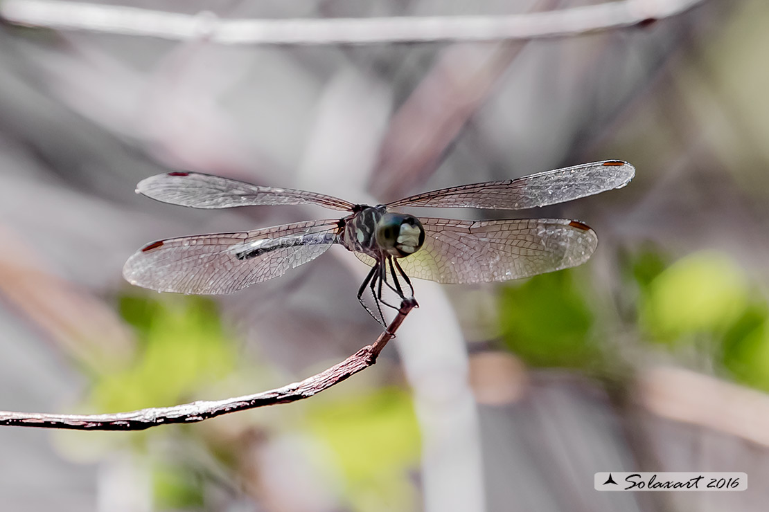 Micrathyria didyma:  Three-striped Dasher (male)