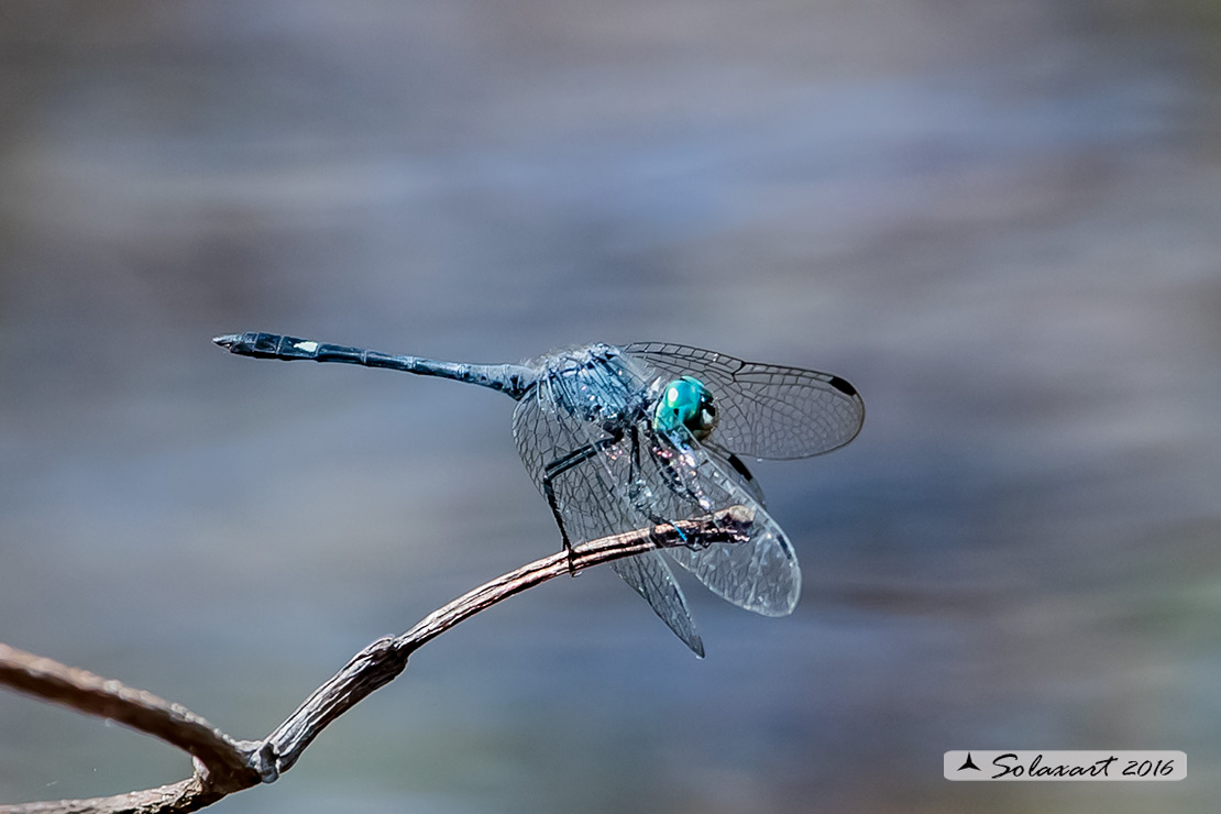 Micrathyria didyma:  Three-striped Dasher (male)
