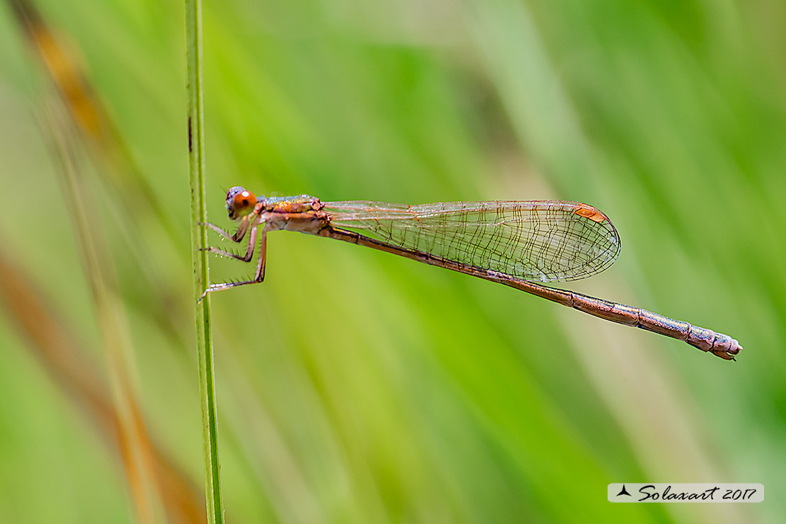 Nehalennia speciosa; Codazzurra pigmea (femmina matura); Pygmy damselfly (mature female)