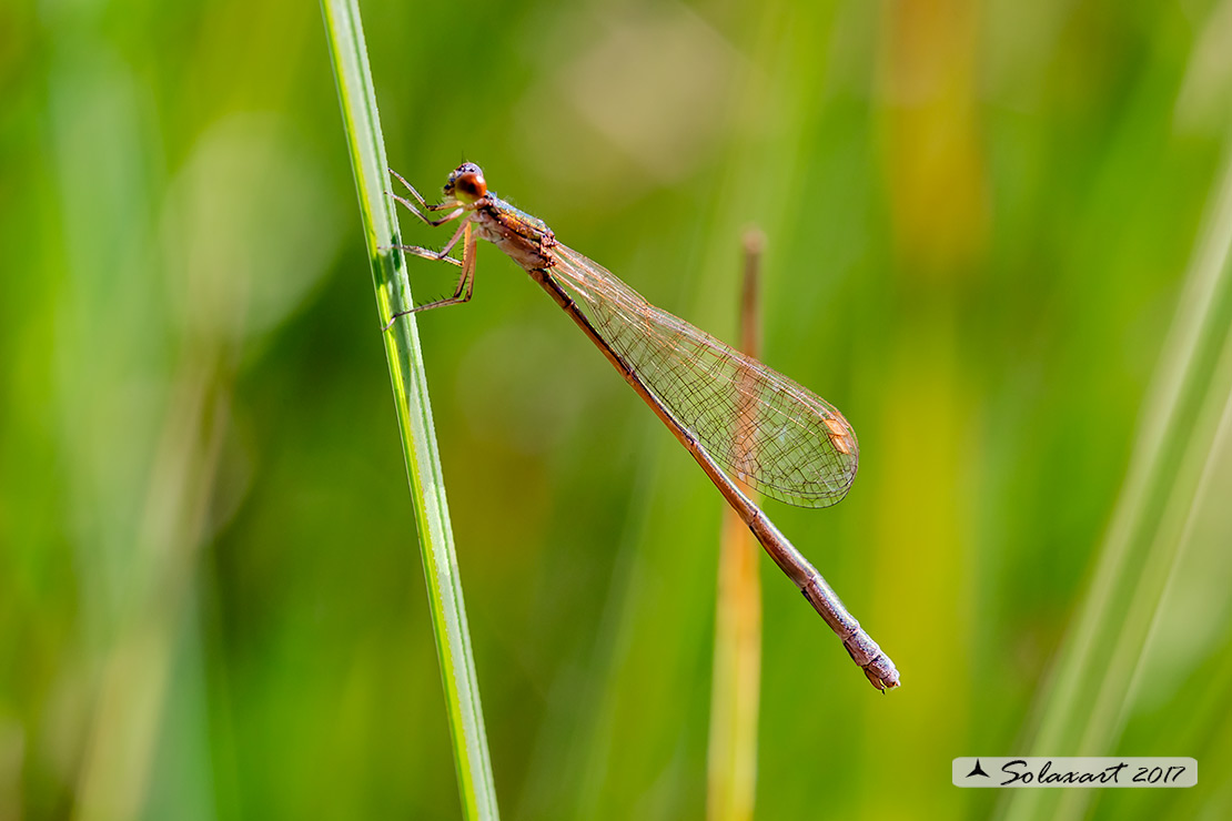 Nehalennia speciosa; Codazzurra pigmea (femmina matura); Pygmy damselfly (mature female)