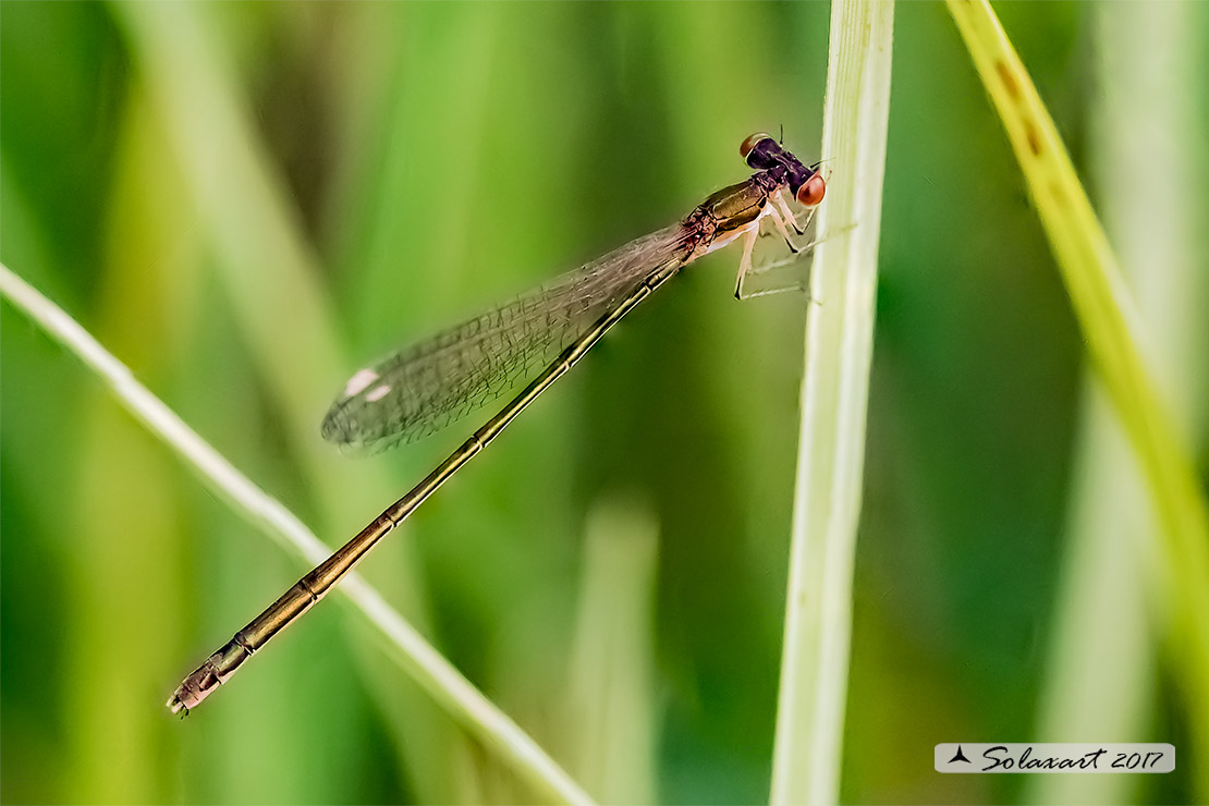 Nehalennia speciosa; Codazzurra pigmea (femmina matura); Pygmy damselfly (mature female)