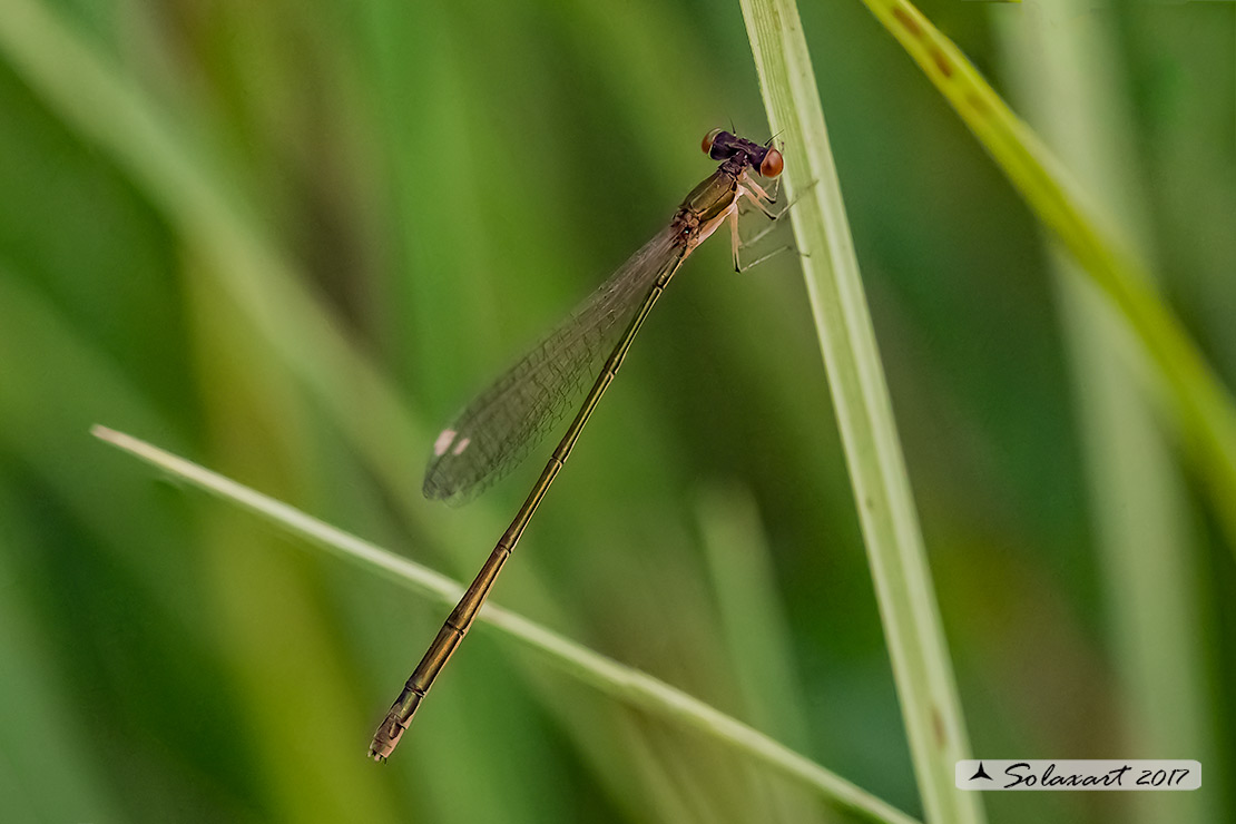Nehalennia speciosa; Codazzurra pigmea (femmina matura); Pygmy damselfly (mature female)