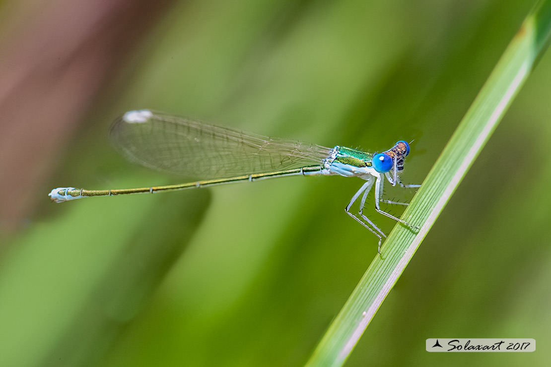 Nehalennia speciosa; Codazzurra pigmea (femmina matura); Pygmy damselfly (mature female)