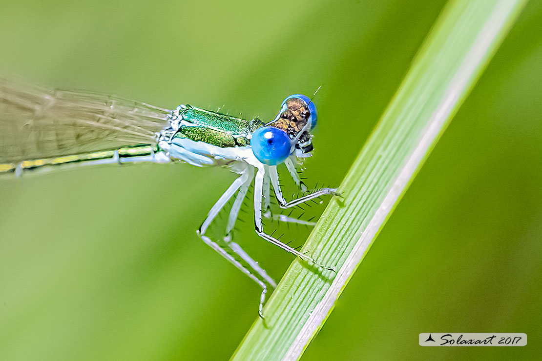 Nehalennia speciosa; Codazzurra pigmea (femmina matura); Pygmy damselfly (mature female)
