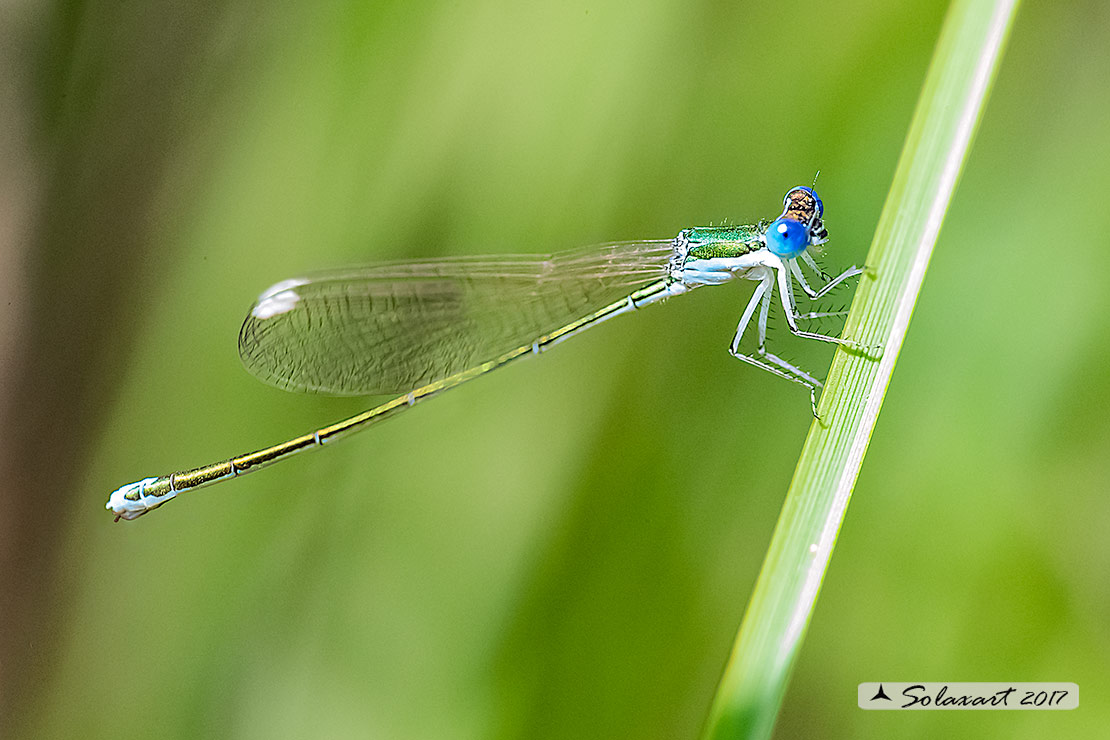 Nehalennia speciosa; Codazzurra pigmea (femmina matura); Pygmy damselfly (mature female)