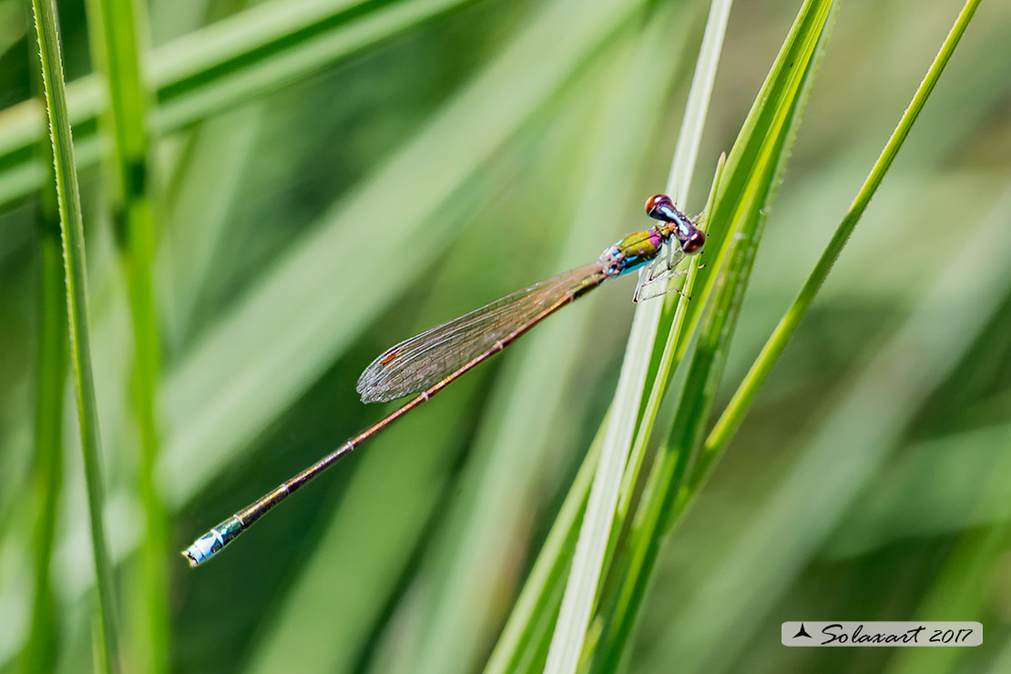 Nehalennia speciosa - Codazzurra pigmea (maschio); Pygmy damselfly (male)
