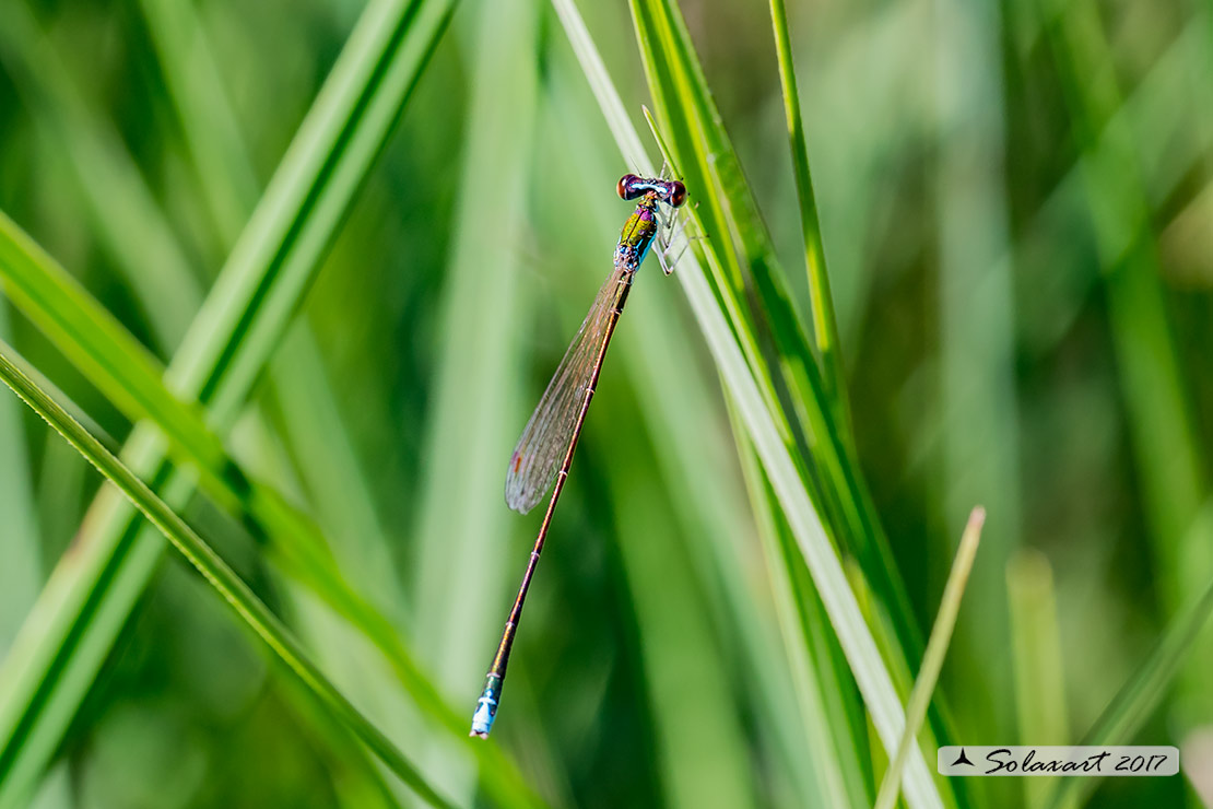 Nehalennia speciosa - Codazzurra pigmea (maschio); Pygmy damselfly (male)