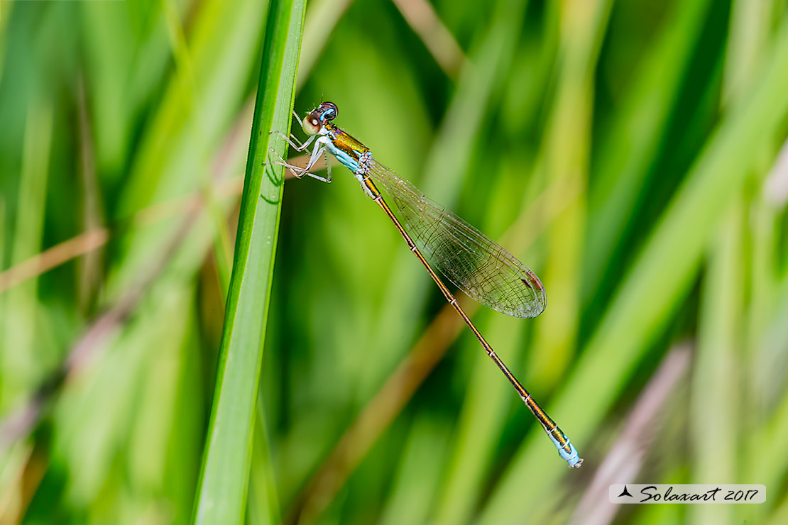 Nehalennia speciosa - Codazzurra pigmea (maschio); Pygmy damselfly (male)