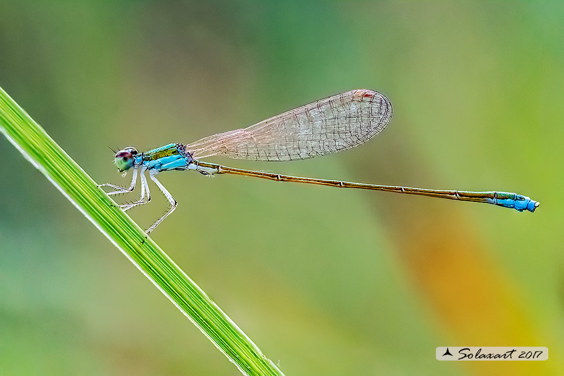 Nehalennia speciosa - Codazzurra pigmea (maschio); Pygmy damselfly (male)