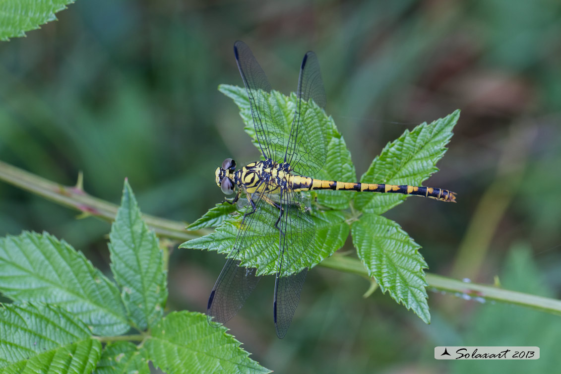 Onychogomphus forcipatus (femmina) - Small Pincertail  (female)'