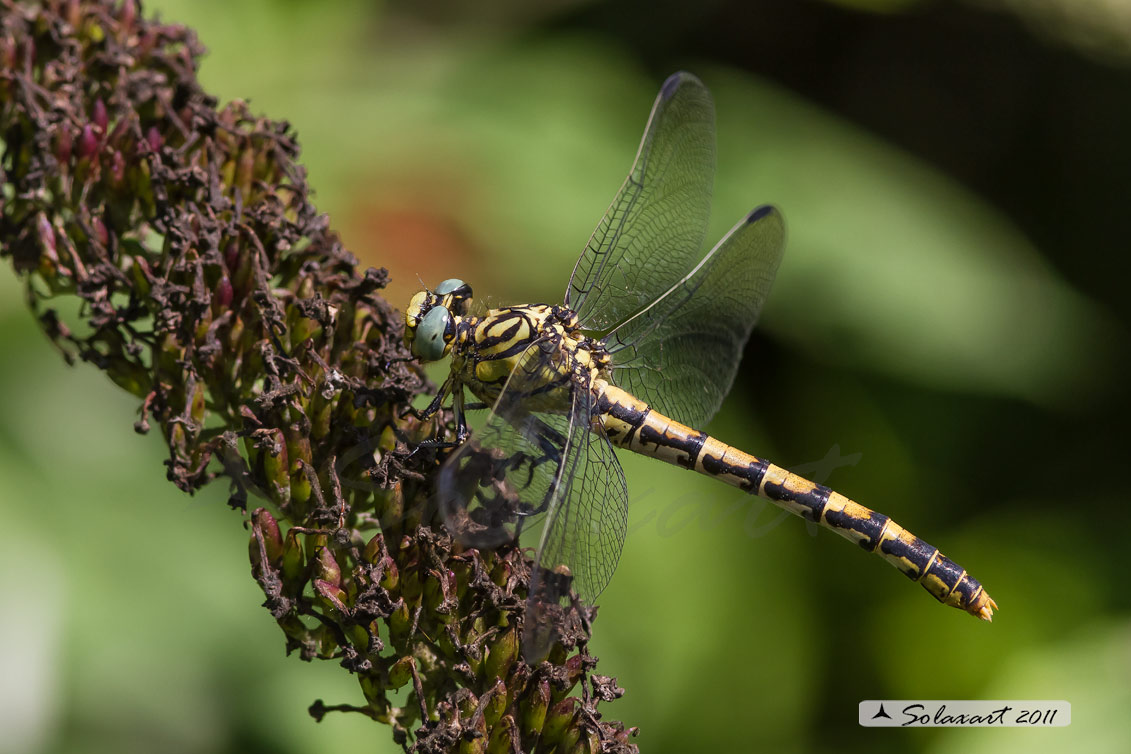 Onychogomphus forcipatus - femmina