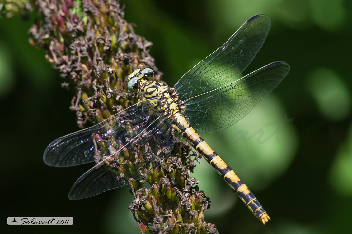 Onychogomphus forcipatus - femmina