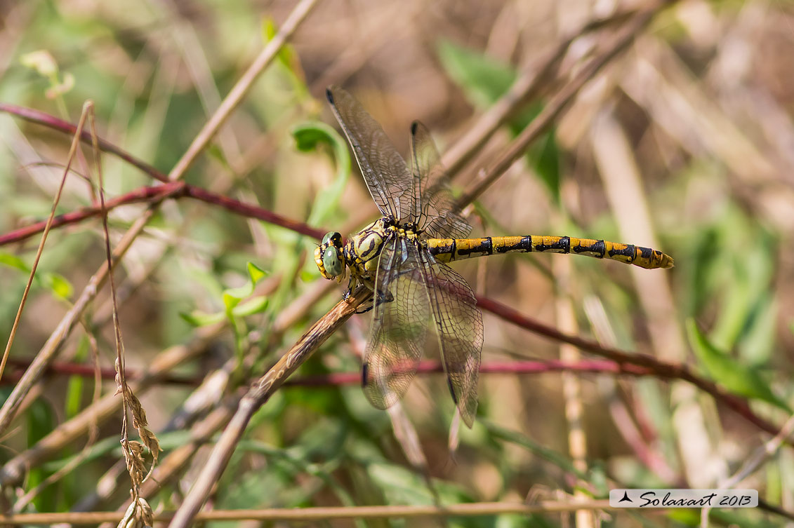 Onychogomphus forcipatus (femmina) - Small Pincertail or 'Green-eyed Hook-tailed Dragonfly' (female)