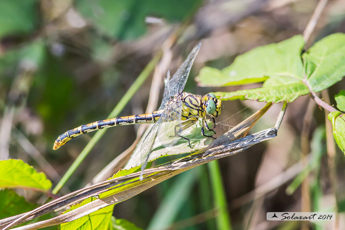 Onychogomphus forcipatus (femmina)   -   Small Pincertail or 'Green-eyed Hook-tailed Dragonfly' (female)