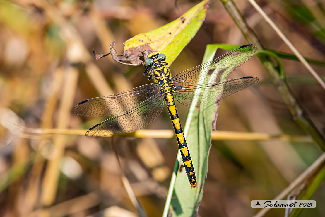 Onychogomphus forcipatus (femmina)   -   Small Pincertail or 'Green-eyed Hook-tailed Dragonfly' (female)