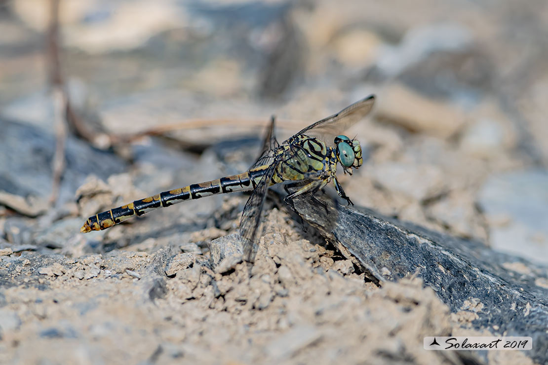 Onychogomphus forcipatus (femmina); Small Pincertail  (female)