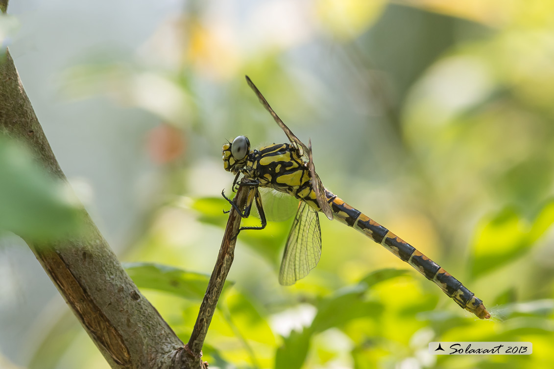 Onychogomphus uncatus - Large Pincertail or 'Blue-eyed Hook-tailed'