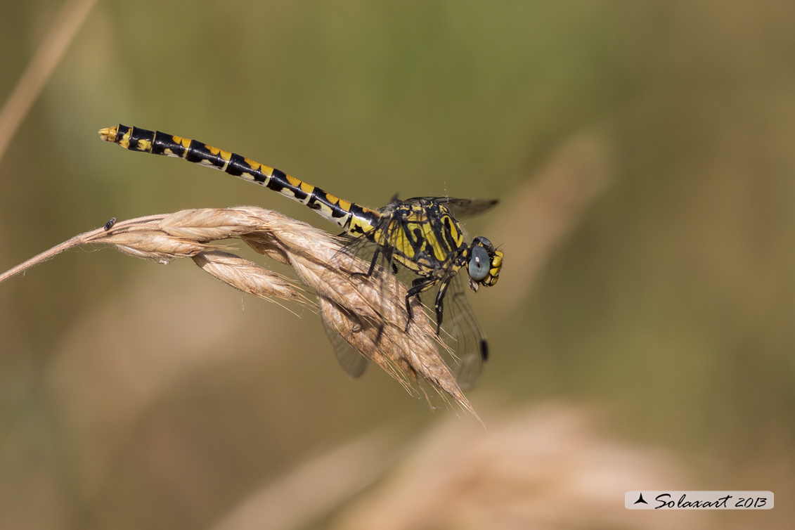 Onychogomphus uncatus   (femmina) - Large Pincertail or 'Blue-eyed Hook-tailed Dragonfly' (female)